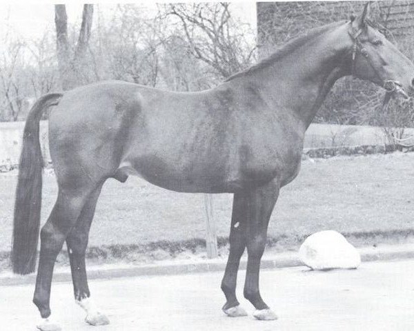 stallion Adlerorden (Hanoverian, 1962, from Adlerhorst)
