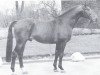 stallion Adlerorden (Hanoverian, 1962, from Adlerhorst)