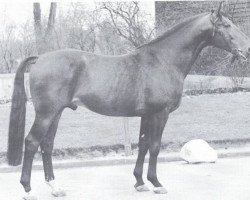 Deckhengst Adlerorden (Hannoveraner, 1962, von Adlerhorst)