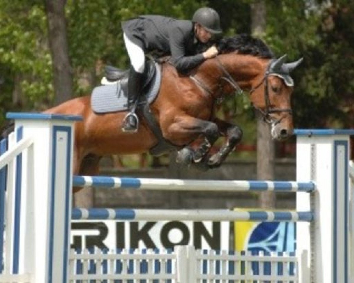stallion Niels (Hungarian Warmblood, 1995, from Burggraaf)