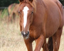 jumper Florencio 4 (Trakehner, 2005, from Kostolany)