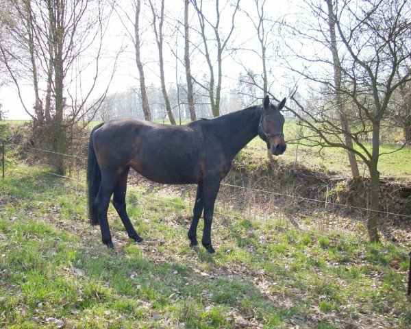 Pferd Amanda 120 (Sachsen-Anhaltiner, 1992, von Adamo I)