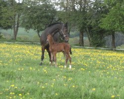 broodmare Romina (Hanoverian, 1997, from Raphael)