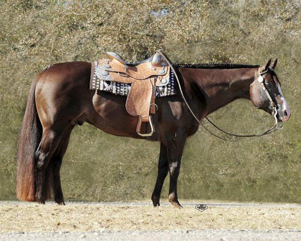 stallion Gotta Get Tuff (Quarter Horse, 1999, from Impulsions)