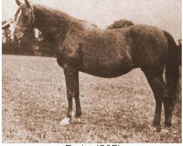 broodmare Razina 1920 EAO (Arabian thoroughbred, 1920, from Rasim 1906 ox)
