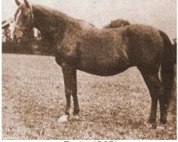 broodmare Razina 1920 EAO (Arabian thoroughbred, 1920, from Rasim 1906 ox)