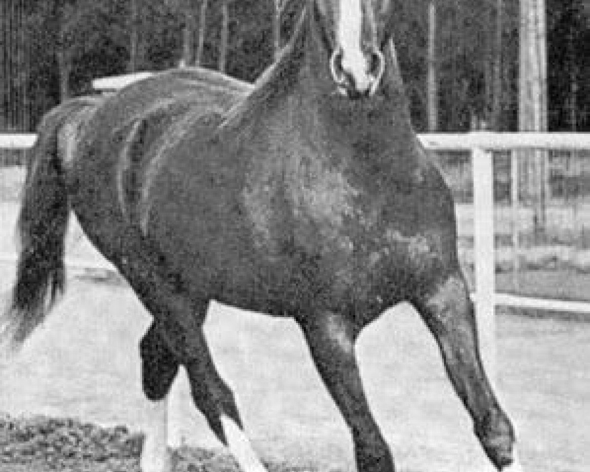 Deckhengst Bright Wings 1965 ox (Vollblutaraber, 1965, von Bright Shadow 1948 ox)