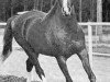 stallion Bright Wings 1965 ox (Arabian thoroughbred, 1965, from Bright Shadow 1948 ox)