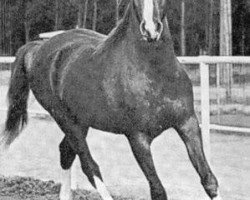 stallion Bright Wings 1965 ox (Arabian thoroughbred, 1965, from Bright Shadow 1948 ox)