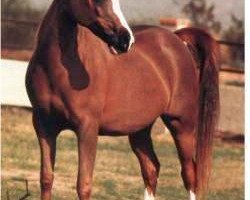 broodmare Odessa 1973 ox (Arabian thoroughbred, 1973, from Bright Wings 1965 ox)