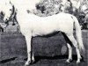 broodmare Dalal al Zarka 1903 RAS (Arabian thoroughbred, 1903, from Rabdan el Azrak 1897 RAS)