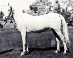 broodmare Dalal al Zarka 1903 RAS (Arabian thoroughbred, 1903, from Rabdan el Azrak 1897 RAS)