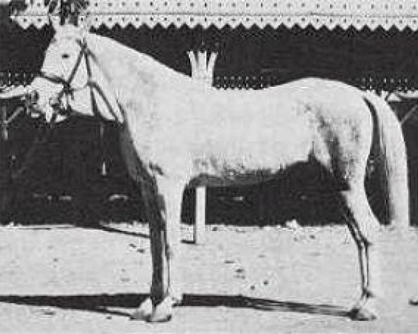 Zuchtstute Nafaa el Saghira 1910 RAS (Vollblutaraber, 1910, von Sabbah RAS)