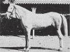 broodmare Nafaa el Saghira 1910 RAS (Arabian thoroughbred, 1910, from Sabbah RAS)