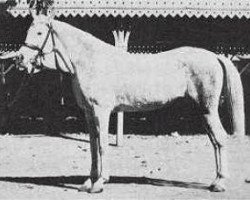 broodmare Nafaa el Saghira 1910 RAS (Arabian thoroughbred, 1910, from Sabbah RAS)