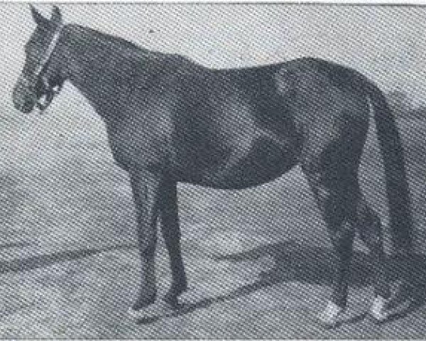 Zuchtstute Zulejma 1914 ox (Vollblutaraber, 1914, von Kohejlan 1904 DB)