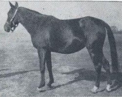 broodmare Zulejma 1914 ox (Arabian thoroughbred, 1914, from Kohejlan 1904 DB)