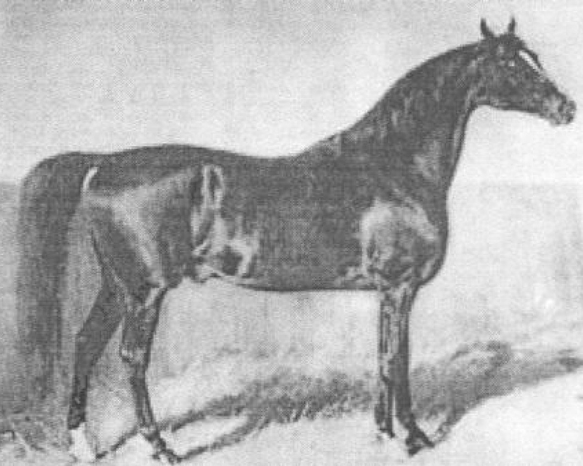 Deckhengst Jussuf 1869 ox (Vollblutaraber, 1869, von Mahmoud Mirza 1851 DB)