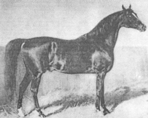 Deckhengst Jussuf 1869 ox (Vollblutaraber, 1869, von Mahmoud Mirza 1851 DB)