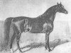 Deckhengst Jussuf 1869 ox (Vollblutaraber, 1869, von Mahmoud Mirza 1851 DB)