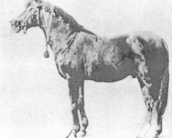 stallion O'Bajan 1881 DB (Arabian thoroughbred, 1881, from O'Bajan 1870 DB)