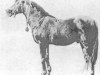 stallion O'Bajan 1881 DB (Arabian thoroughbred, 1881, from O'Bajan 1870 DB)