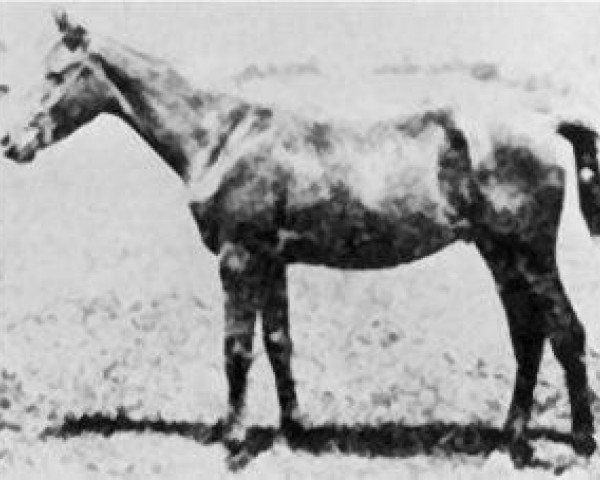 stallion Koheilan Adjuze 1876 DB (Arabian thoroughbred, 1876)
