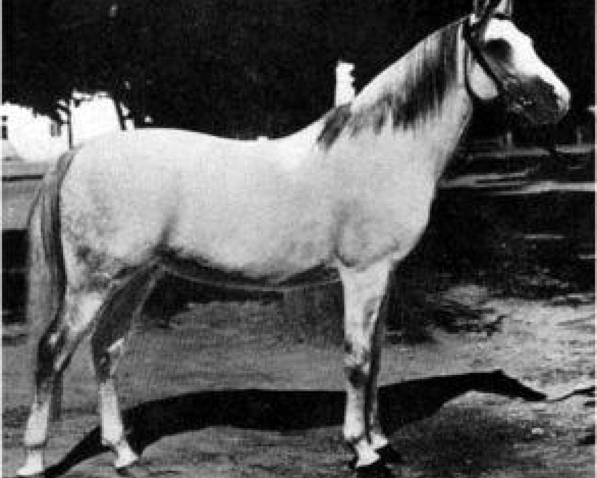 Deckhengst Koheilan IV 1904 ox (Vollblutaraber, 1904, von Koheilan II 1887 ox)