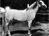 horse Koheilan IV 1904 ox (Arabian thoroughbred, 1904, from Koheilan II 1887 ox)