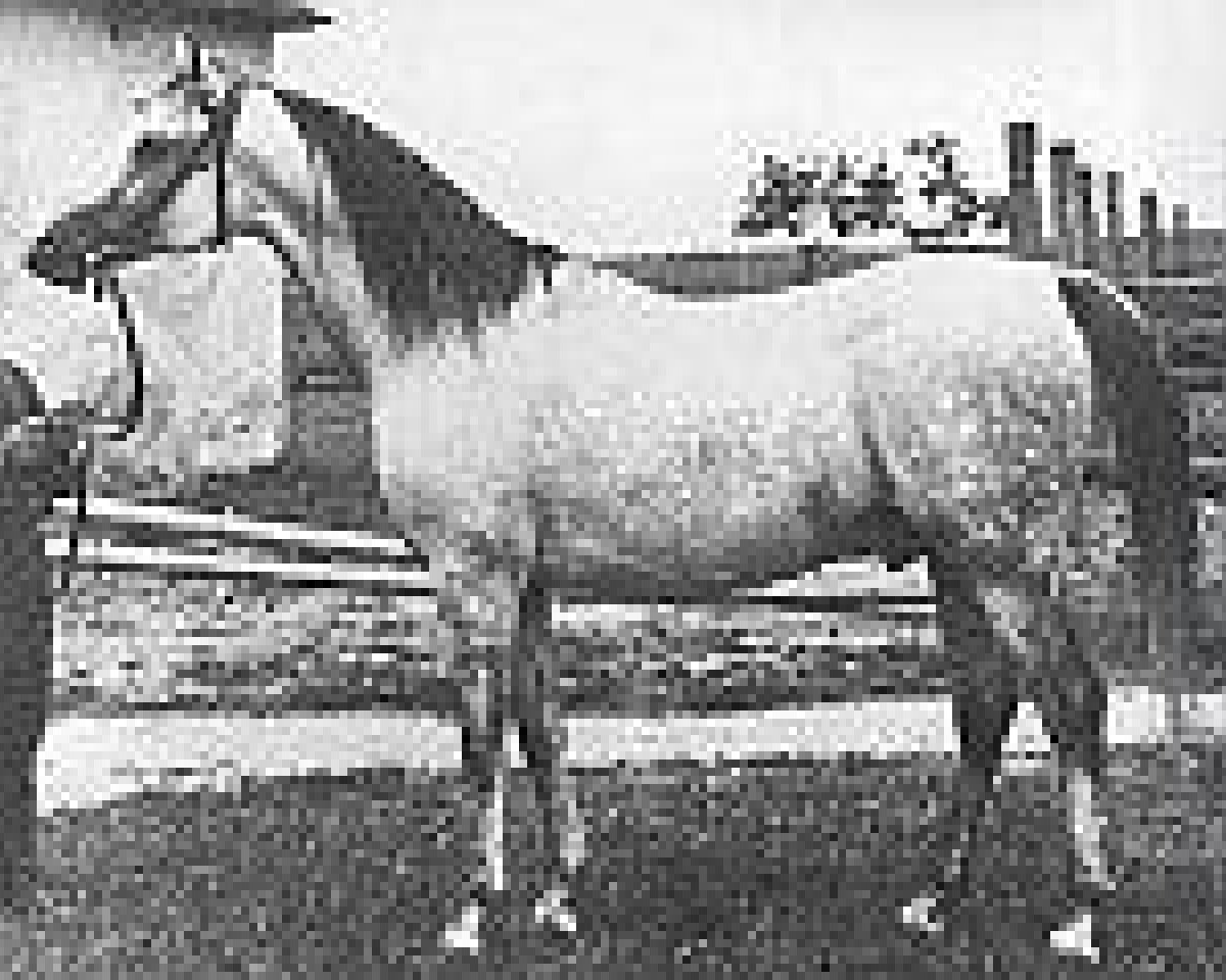 stallion Trypolis 1937 ox (Arabian purebred, 1937, from Enwer Bey 1923 ox)