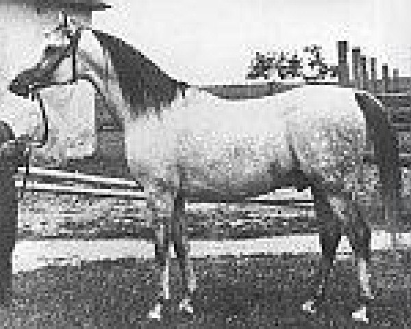 stallion Trypolis 1937 ox (Arabian thoroughbred, 1937, from Enwer Bey 1923 ox)