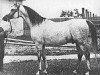 Deckhengst Trypolis 1937 ox (Vollblutaraber, 1937, von Enwer Bey 1923 ox)