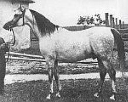 stallion Trypolis 1937 ox (Arabian thoroughbred, 1937, from Enwer Bey 1923 ox)