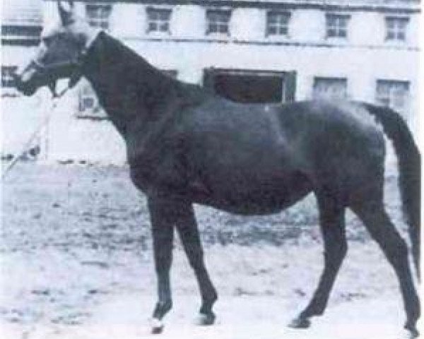 Zuchtstute Canaria ox (Vollblutaraber, 1942, von Trypolis 1937 ox)