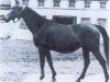 broodmare Canaria ox (Arabian thoroughbred, 1942, from Trypolis 1937 ox)