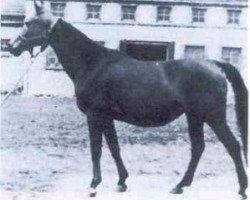 broodmare Canaria ox (Arabian thoroughbred, 1942, from Trypolis 1937 ox)