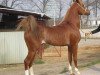 stallion Mabrouk 1979 ox (Arabian thoroughbred, 1979, from Mohafez 1976 EAO)