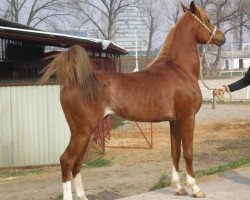 stallion Mabrouk 1979 ox (Arabian thoroughbred, 1979, from Mohafez 1976 EAO)