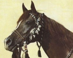 broodmare Kis Mahiba 1970 ox (Arabian thoroughbred, 1970, from Ibn Galal 1966 EAO)