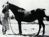broodmare Yemama 1885 RAS (Arabian thoroughbred, 1885, from Aziz 1877 RAS)
