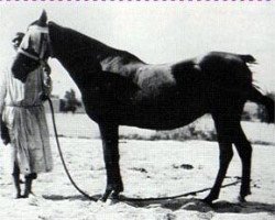 broodmare Yemama 1885 RAS (Arabian thoroughbred, 1885, from Aziz 1877 RAS)