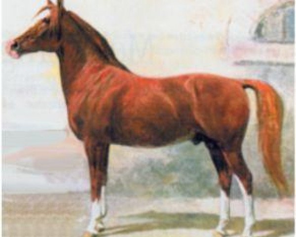 stallion Souakim 1894 ox (Arabian thoroughbred, 1894, from Unknown Arabian Stallion)