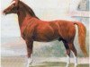 horse Souakim 1894 ox (Arabian thoroughbred, 1894, from Unknown Arabian Stallion)