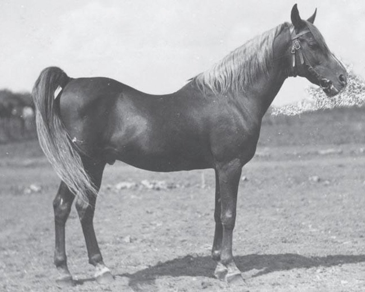 stallion Samhan 1906 RAS (Arabian purebred, 1906, from Rabdan el Azrak 1897 RAS)