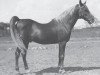 stallion Samhan 1906 RAS (Arabian thoroughbred, 1906, from Rabdan el Azrak 1897 RAS)