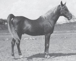 stallion Samhan 1906 RAS (Arabian thoroughbred, 1906, from Rabdan el Azrak 1897 RAS)