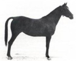 broodmare Samiha I (Arabian thoroughbred, 1918, from Samhan 1906 RAS)