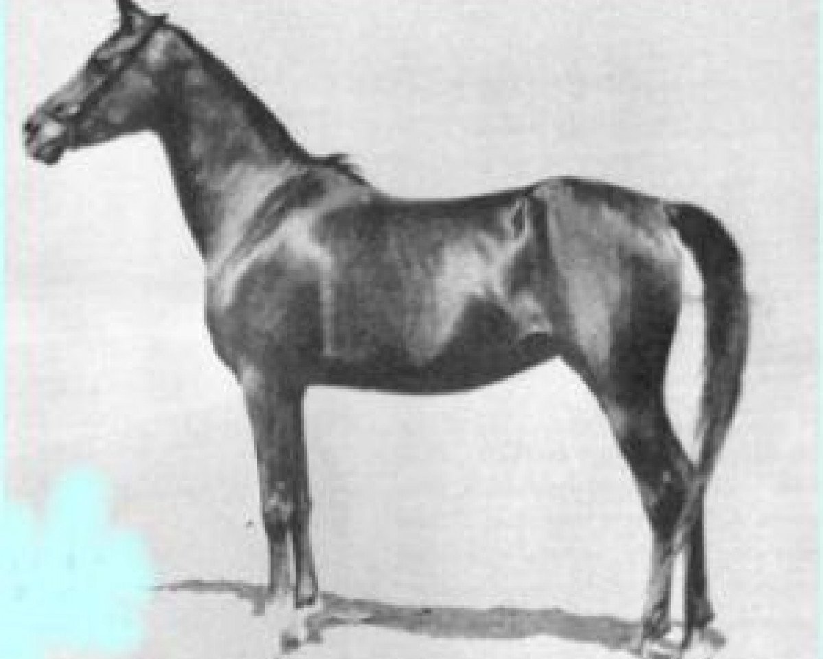 broodmare Bint Samiha ox (Arabian purebred, 1925, from Kazmeen 1916 EAO)
