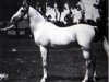 stallion Baiyad 1918 RAS (Arabian thoroughbred, 1918, from Mabrouk Manial 1912 RAS)