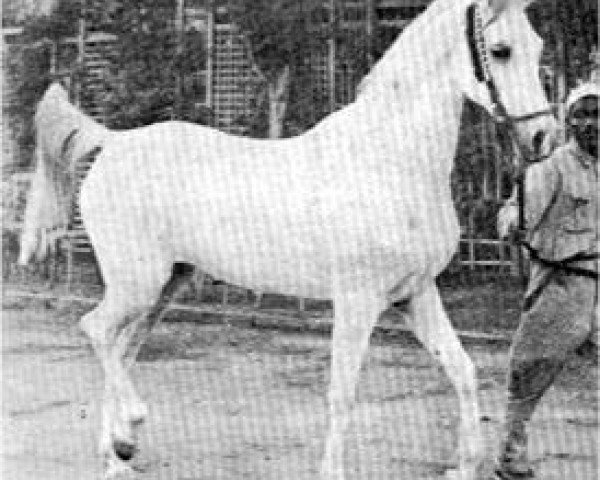 broodmare Samha 1931 EAO (Arabian thoroughbred, 1931, from Baiyad 1918 RAS)